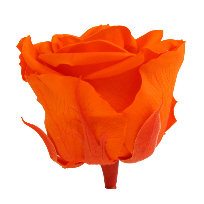 Tête de rose premium  