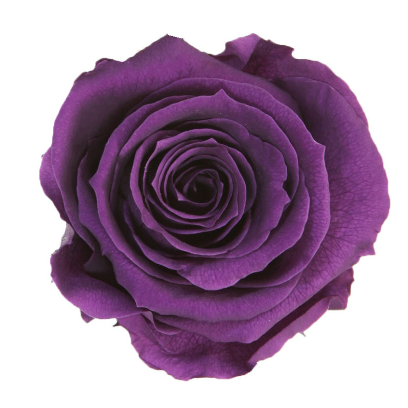 Tête de rose premium  