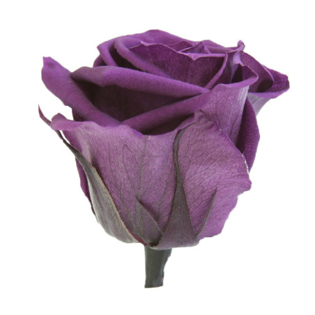 Tête de rose premium  