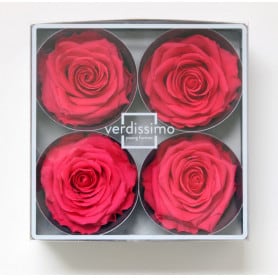 Tête de rose premium  