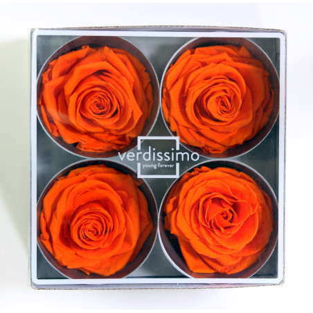 Tête de rose premium  