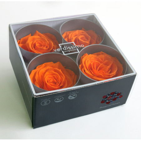 Tête de rose premium  