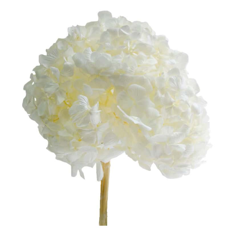 Bouquet Hortensia - 2 coloris - grossiste fleurs Bouquet Hortensia - 2 coloris - grossiste fleurs