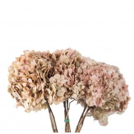 Bouquet Hortensia - 2 coloris  - grossiste fleurs