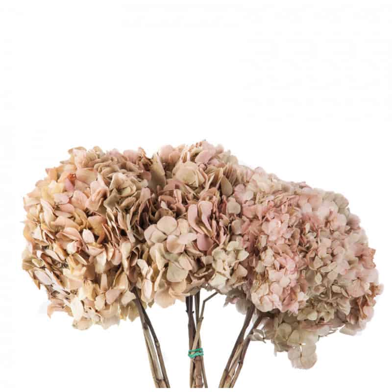 Bouquet Hortensia - 2 coloris - grossiste fleurs Bouquet Hortensia - 2 coloris - grossiste fleurs
