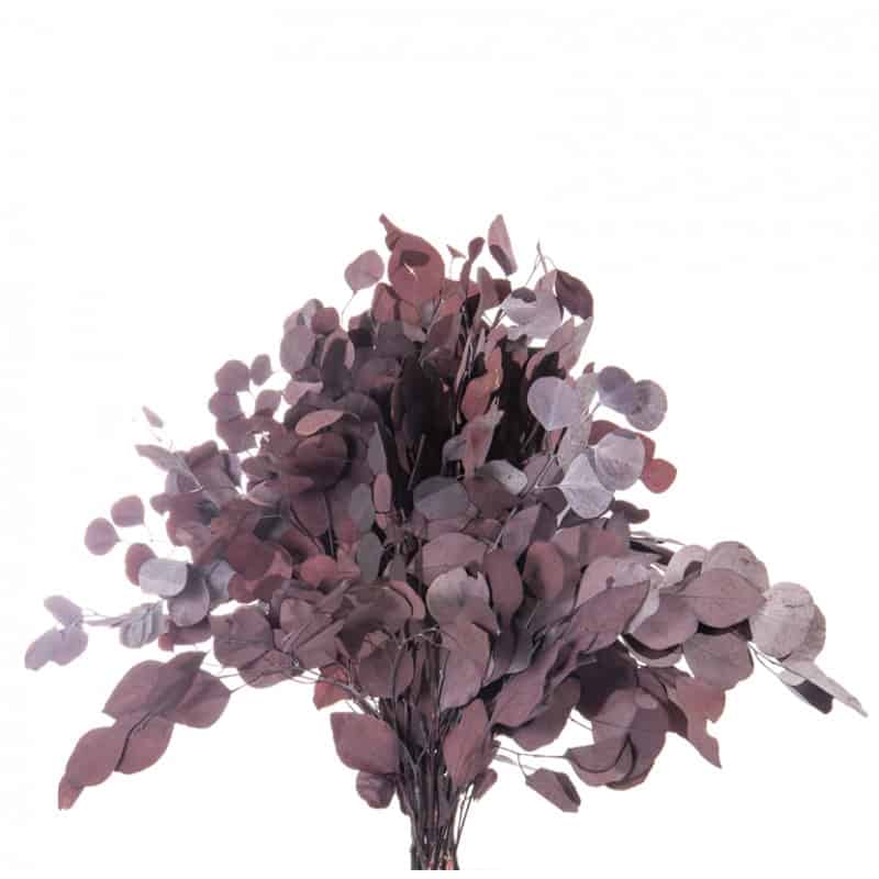 Bouquet de Populus - Plusieurs coloris - grossiste fleurs