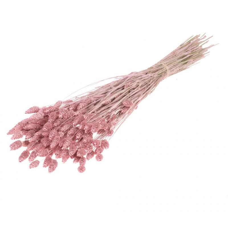 Botte de fleurs séchées Phalaris - Grossiste pour fleuriste Botte de fleurs séchées Phalaris - Grossiste pour fleuriste