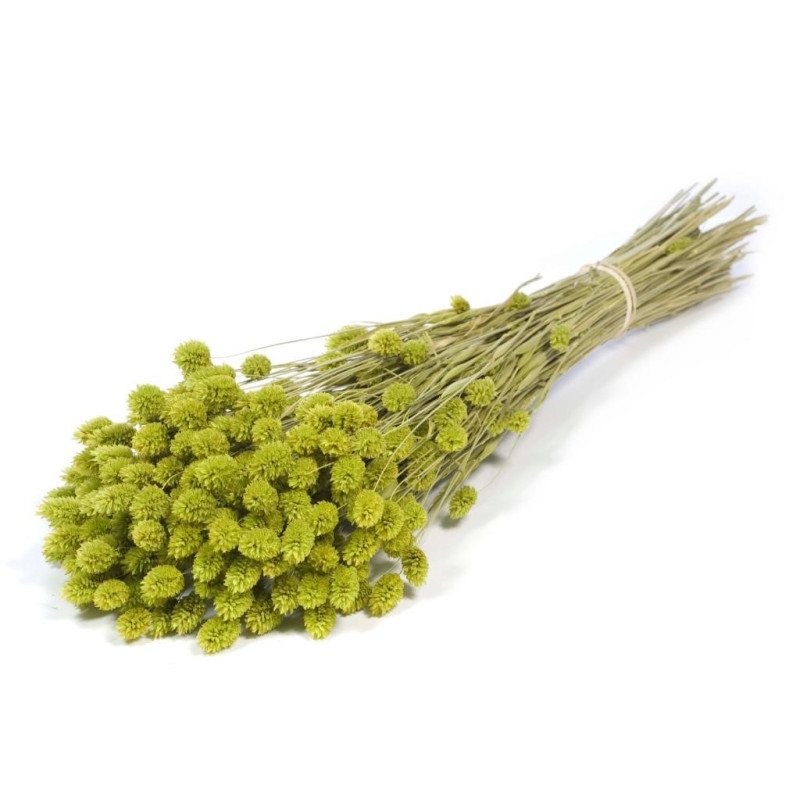 Botte de fleurs séchées Phalaris - Grossiste pour fleuriste