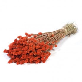 Botte de fleurs séchées Phalaris - Grossiste pour fleuriste