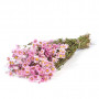 Botte de fleurs séchées Rodanthe - 2 coloris