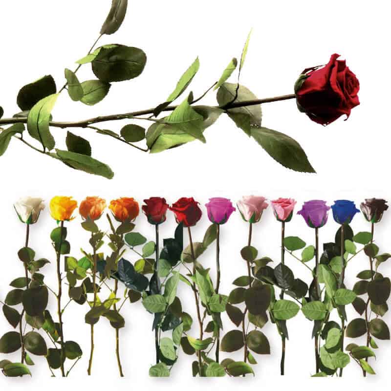 Rose éternelle tigée Amorosa 53cm - Plusieurs coloris Rose éternelle tigée Amorosa 53cm - Plusieurs coloris