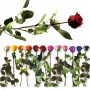 Rose éternelle tigée Amorosa 53cm - Plusieurs coloris
