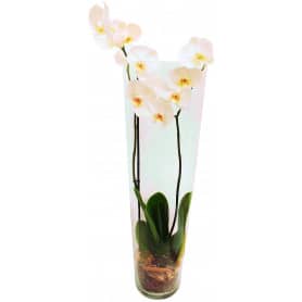 Vase conique orchidée 