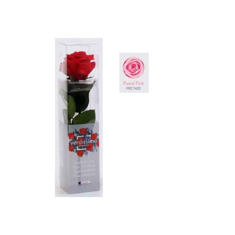 Mini rose tigée Amorosa - Grossiste fleuriste