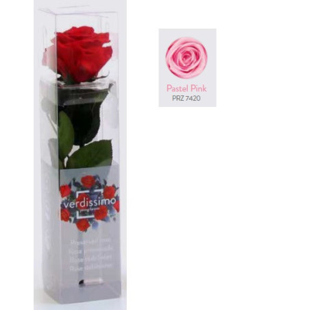 Mini rose tigée Amorosa - Grossiste fleuriste