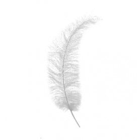 5 plumes Autruche Spadona -...