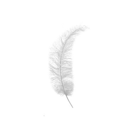 Plumes Autruche Spadona - Plusieurs coloris - grossiste fleuriste