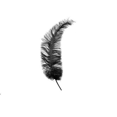 Plumes Autruche Spadona - Plusieurs coloris - grossiste fleuriste