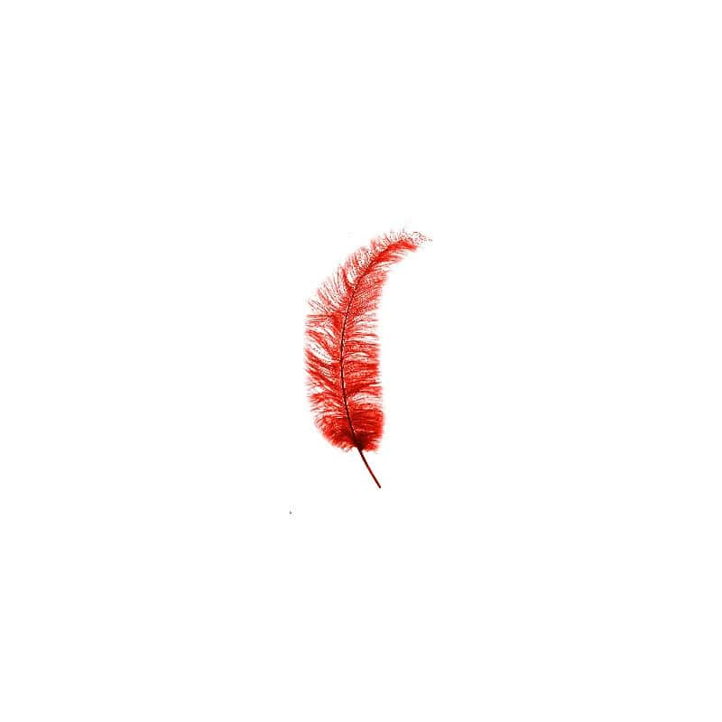 Plumes Autruche Spadona - Plusieurs coloris - grossiste fleuriste Plumes Autruche Spadona - Plusieurs coloris - grossiste fleuriste