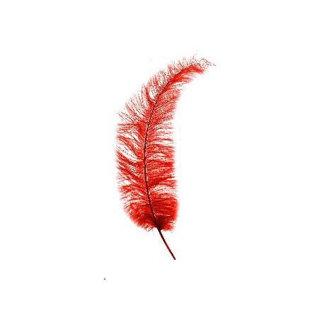 Plumes Autruche Spadona - Plusieurs coloris - grossiste fleuriste