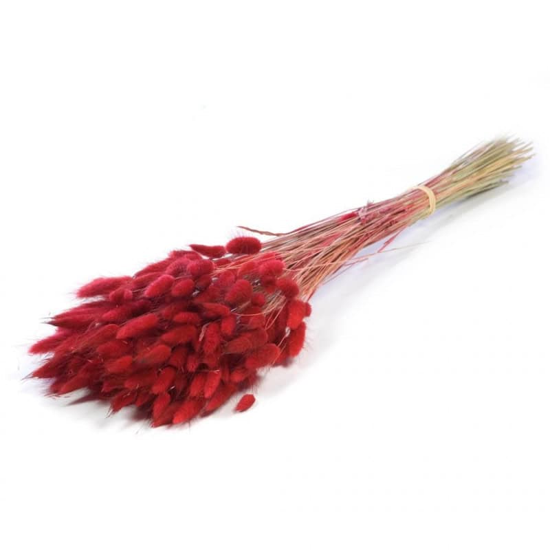 Bouquet de Lagurus Ovatus - Plusieurs couleurs disponibles - grossiste fleurs séchées Bouquet de Lagurus Ovatus - Plusieurs couleurs disponibles - grossiste fleurs séchées