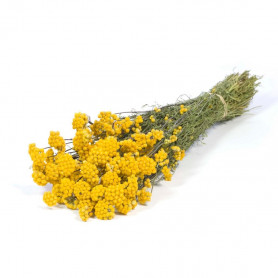 Bouquet de Lona naturel - grossiste fleurs séchées