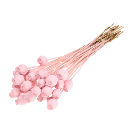 Bouquet de papavert - Plusieurs couleurs disponibles - grossiste fleuriste