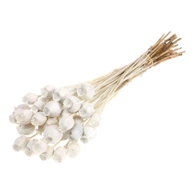 Bouquet de papavert - Plusieurs couleurs disponibles - grossiste fleuriste Bouquet de papavert - Plusieurs couleurs disponibles - grossiste fleuriste