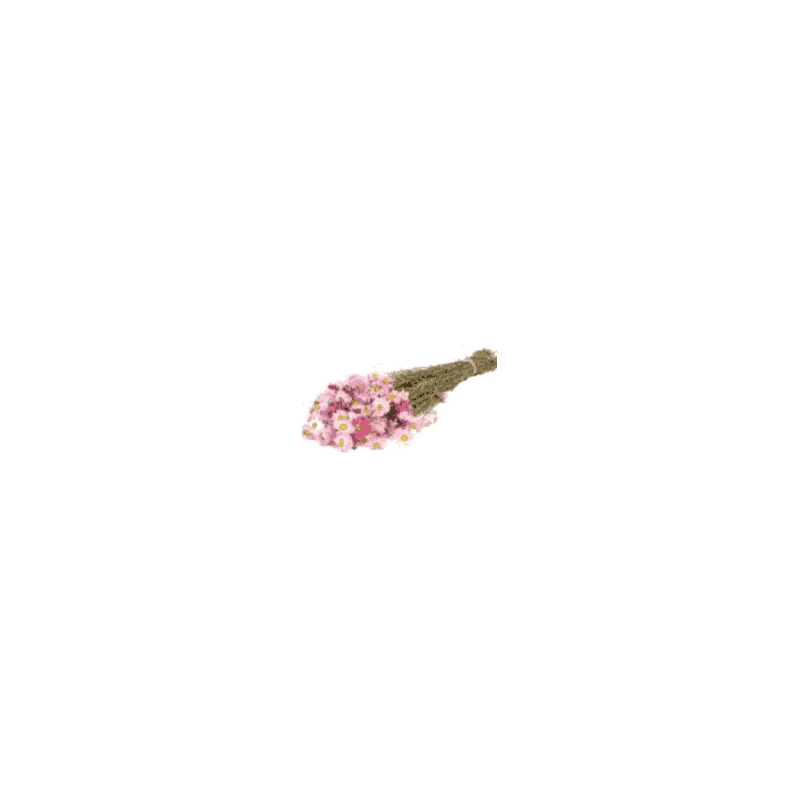 Bouquet d'Acroclinium - Margot - Fleurs séchées. Bouquet d'Acroclinium - Margot - Fleurs séchées.