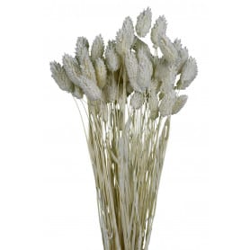 Bouquet de phalaris - Colette