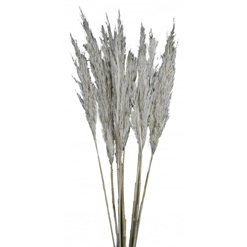 Bouquet de plumes de padule - Radou - Fleurs séchées. Bouquet de plumes de padule - Radou - Fleurs séchées.