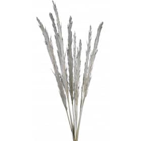 Bouquet de plume de cane- Titou - Fleurs séchées.