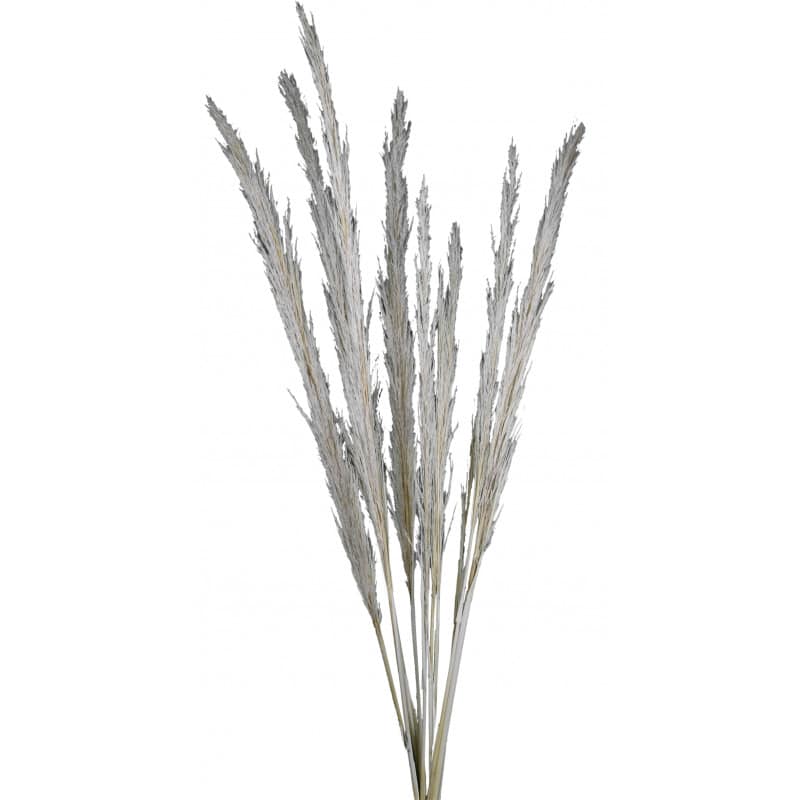 Bouquet de plume de cane- Titou - Fleurs séchées.