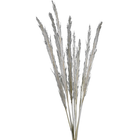Bouquet de plume de cane- Titou - Fleurs séchées.