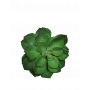 Succulente Echeveria H. 18cm