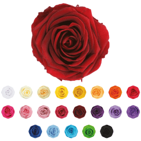 Boite de 6 têtes de rose éternelle standard plusieurs couleurs