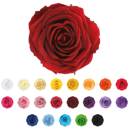 Boite de 6 têtes de rose éternelle standard plusieurs couleurs