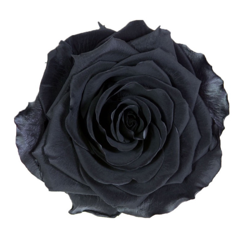 Boite de 4 Têtes de rose éternelle premium plusieurs couleurs