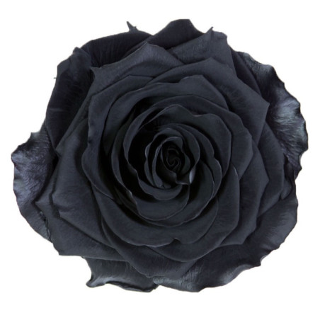 Boite de 4 Têtes de rose éternelle premium plusieurs couleurs
