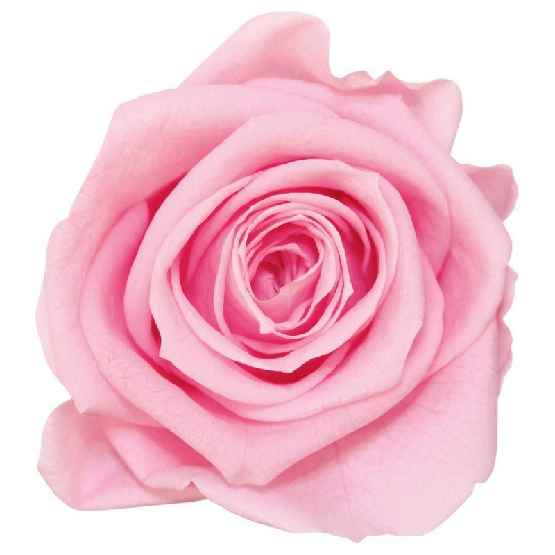 Boîte de 12 mini têtes de rose éternelle  - Grossiste fleuriste