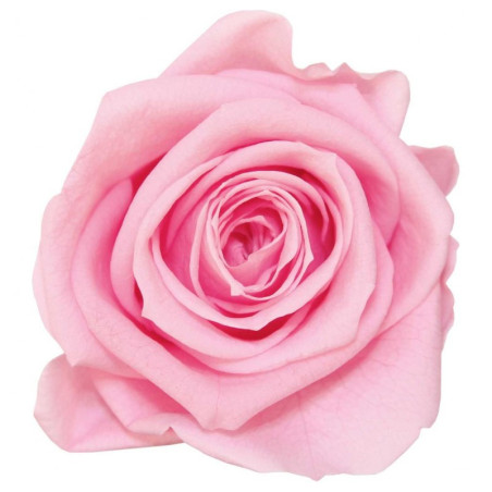 Boîte de 12 mini têtes de rose éternelle  - Grossiste fleuriste
