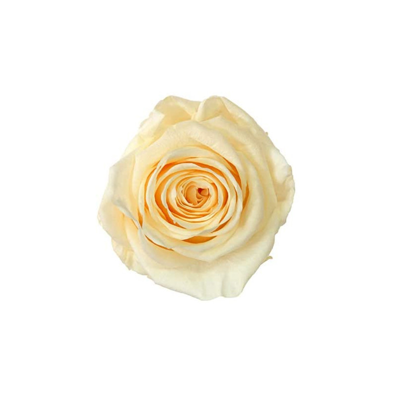 Boite de 4 Têtes de rose éternelle premium plusieurs couleurs
