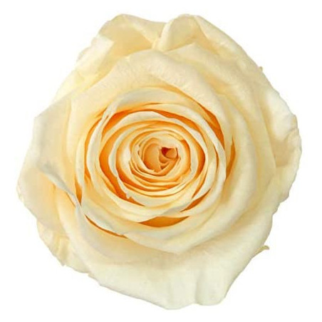 Boite de 4 Têtes de rose éternelle premium plusieurs couleurs