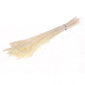 Botte de triticum blanc