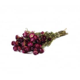 Helichrysum rose séché