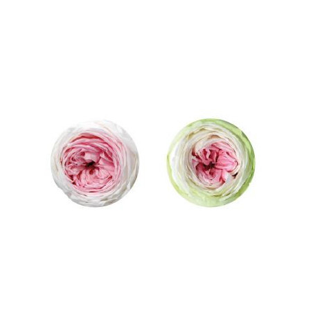 Boite de 6 Têtes de rose Garden - roses éternelles stabilisées