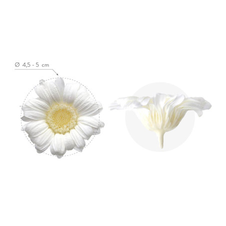 Boite de 4 têtes de Gerbera stabilisées standard - Renaud Distribution