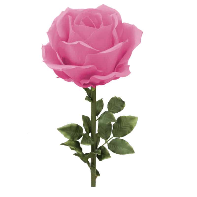 Rose géante Henriette - Grossiste fleuriste