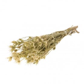 Nigella orientalis - Plick