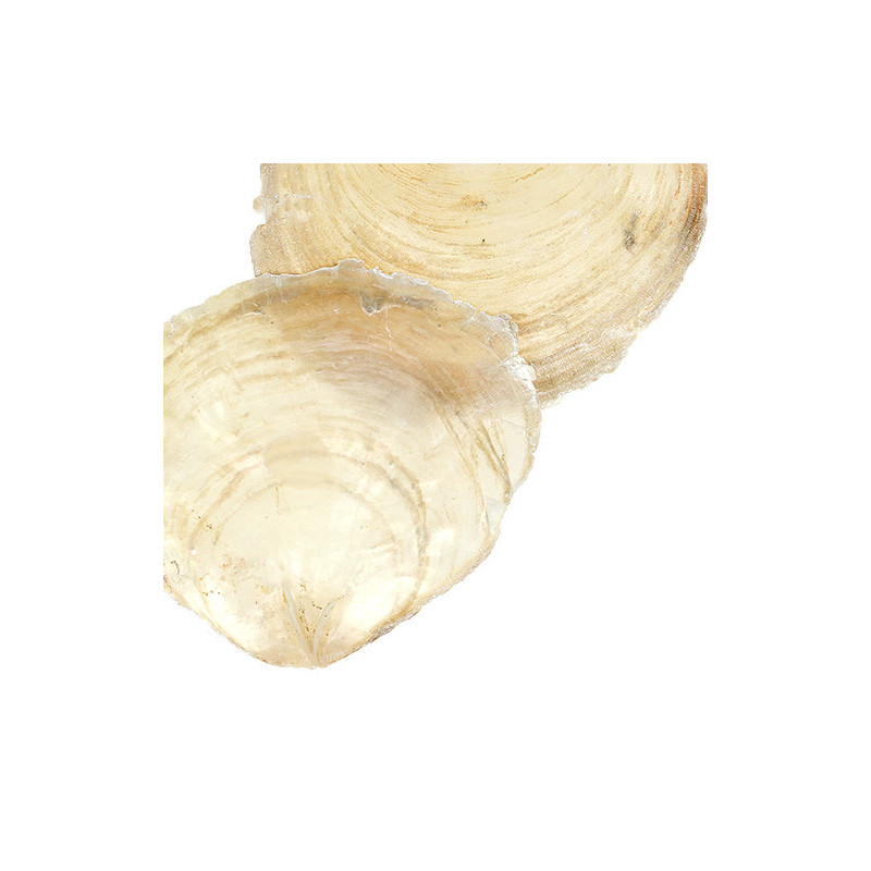 Moules capiz - sachet de 500g - grossiste fleuriste